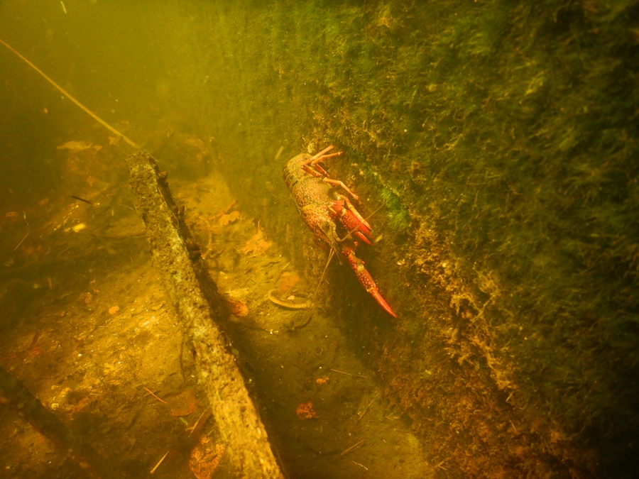 rode Amerikaanse rivierkreeft klimt langs een kademuur
