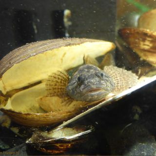 rivierdonderpad: Leidse ambassadeursoort bij uitstek